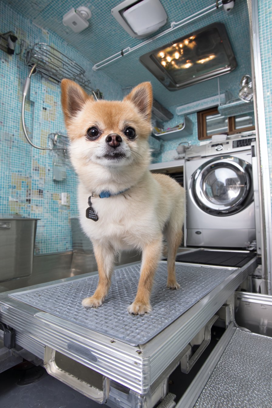 Pet Washing Station Integration